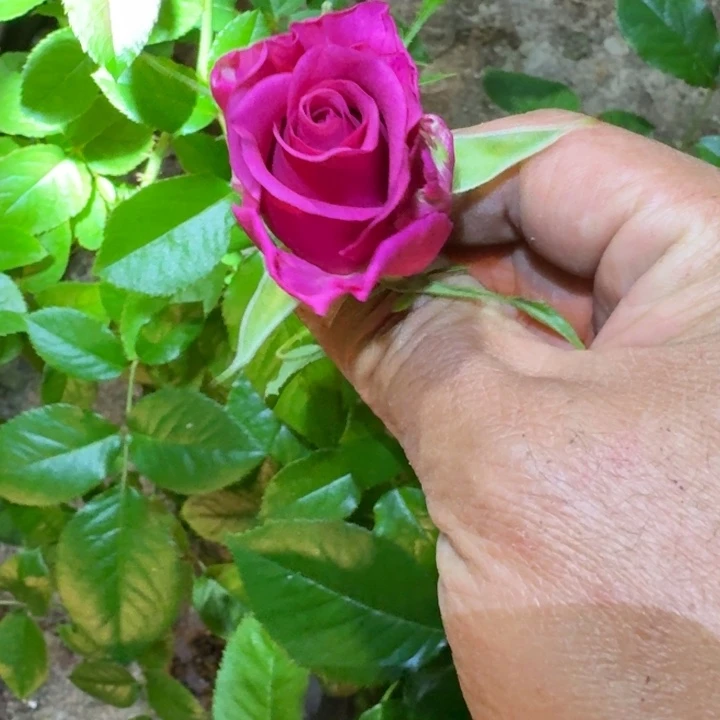 无花朵葡萄紫一加仑