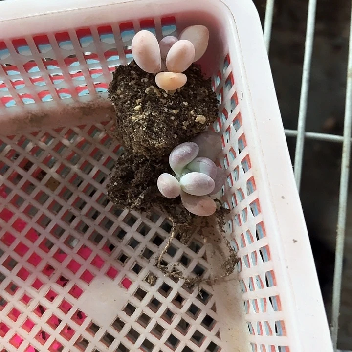 ʚ** n x d n d s f f 484