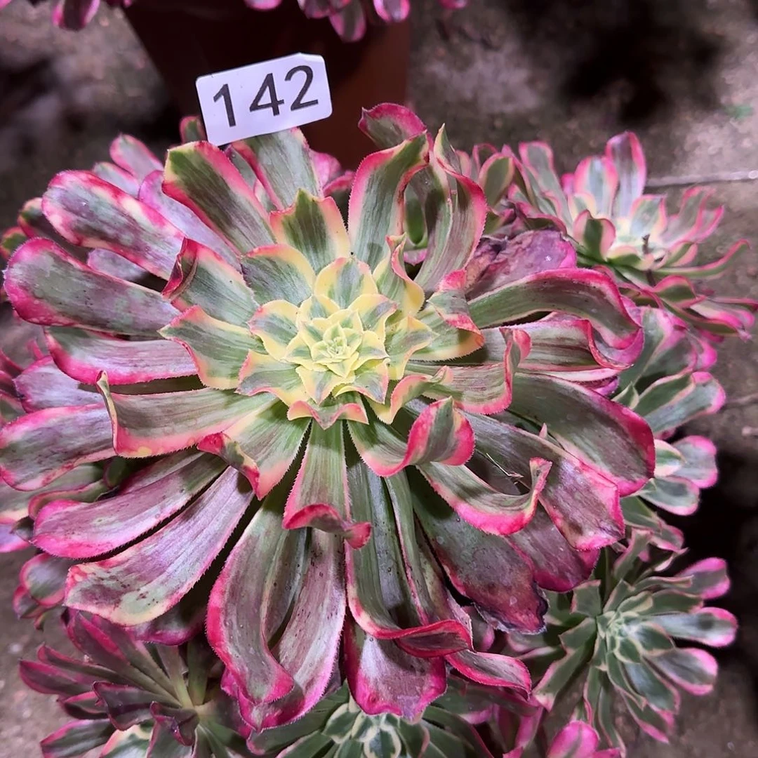 多肉植物法师波斯142