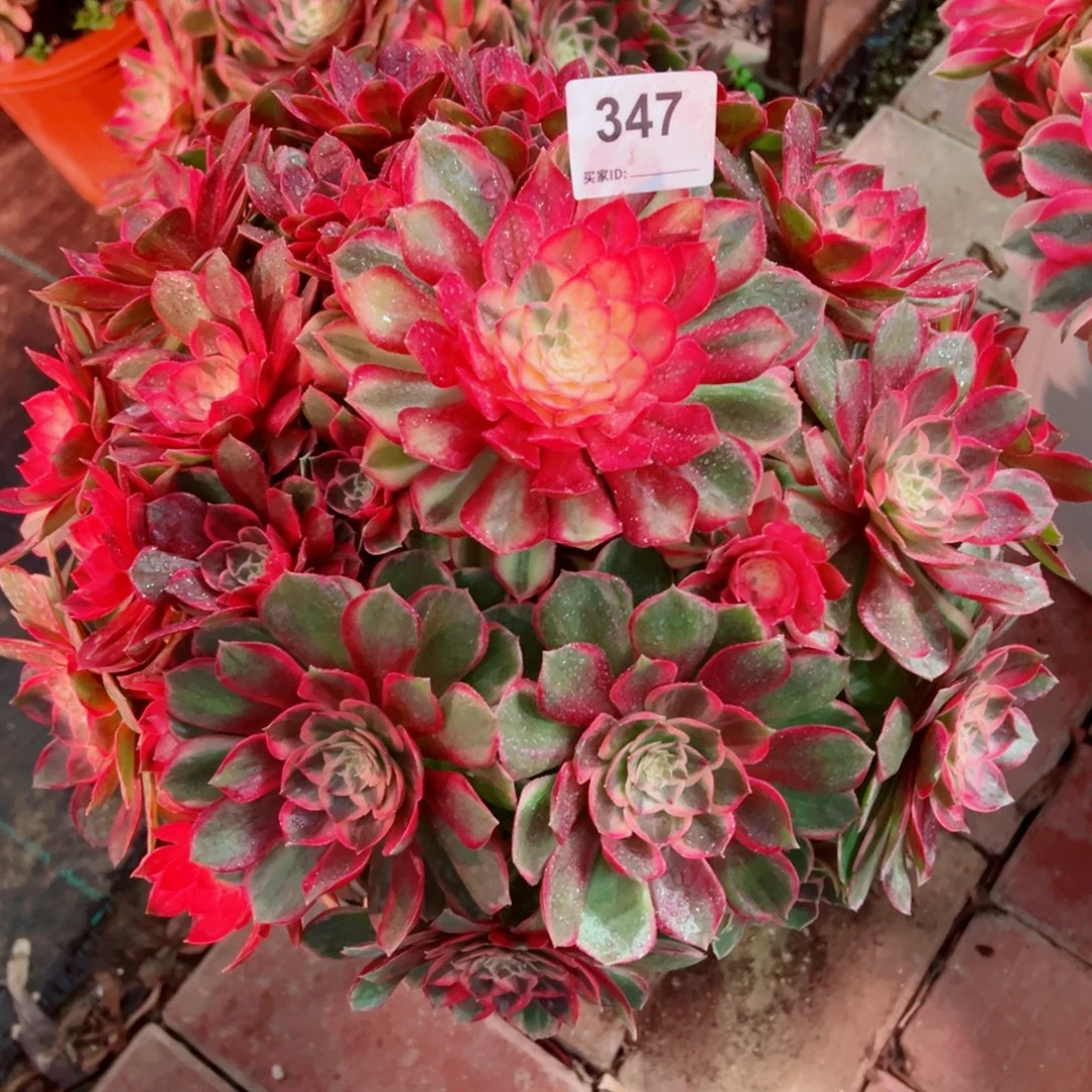 347黑魔锦法师多肉植物