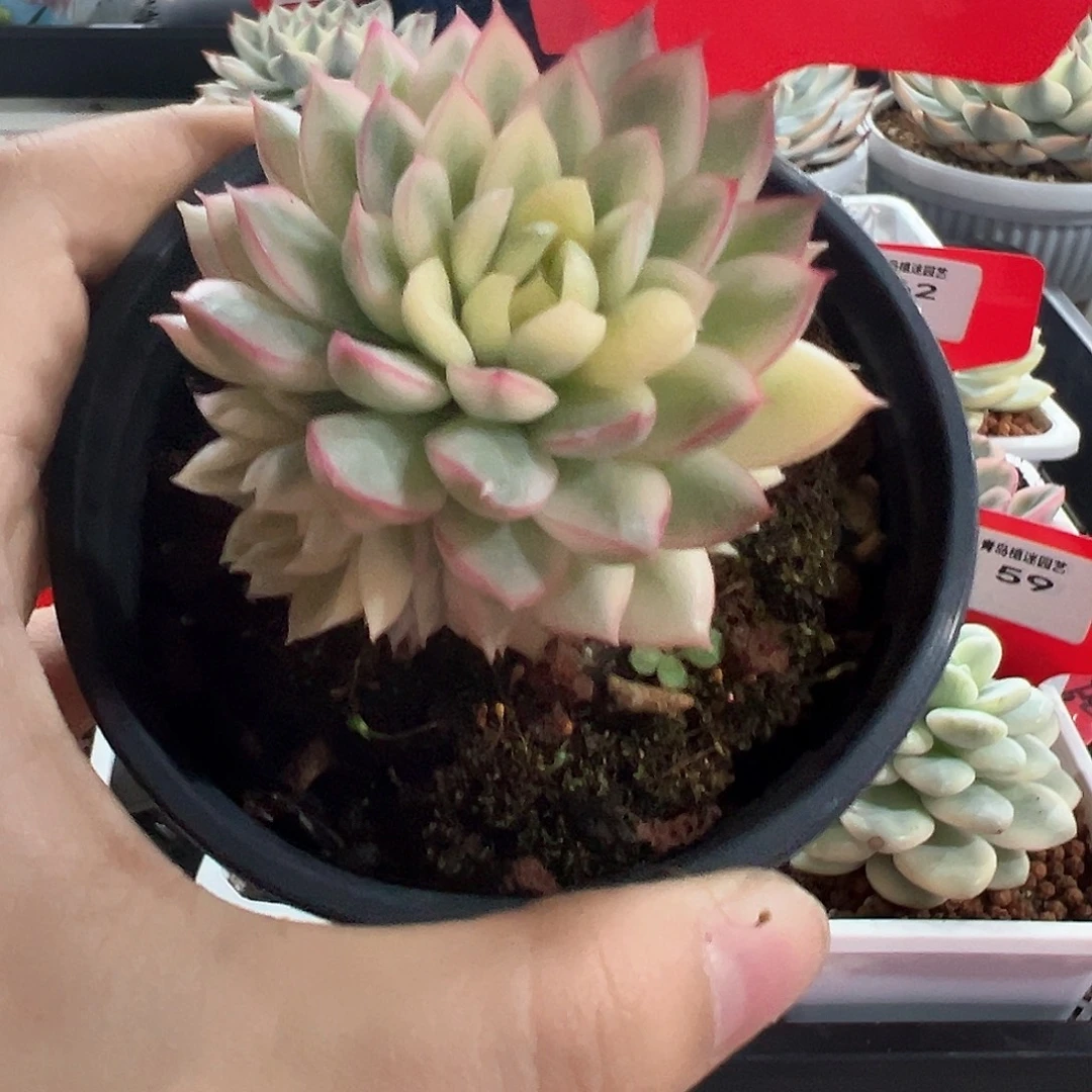 63号女雏锦多肉植物
