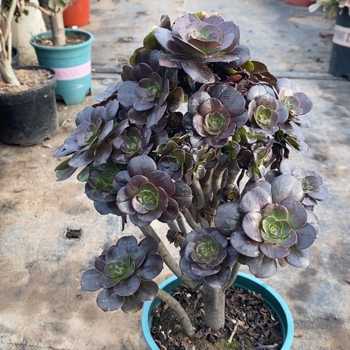 灰圆叶多肉植物14