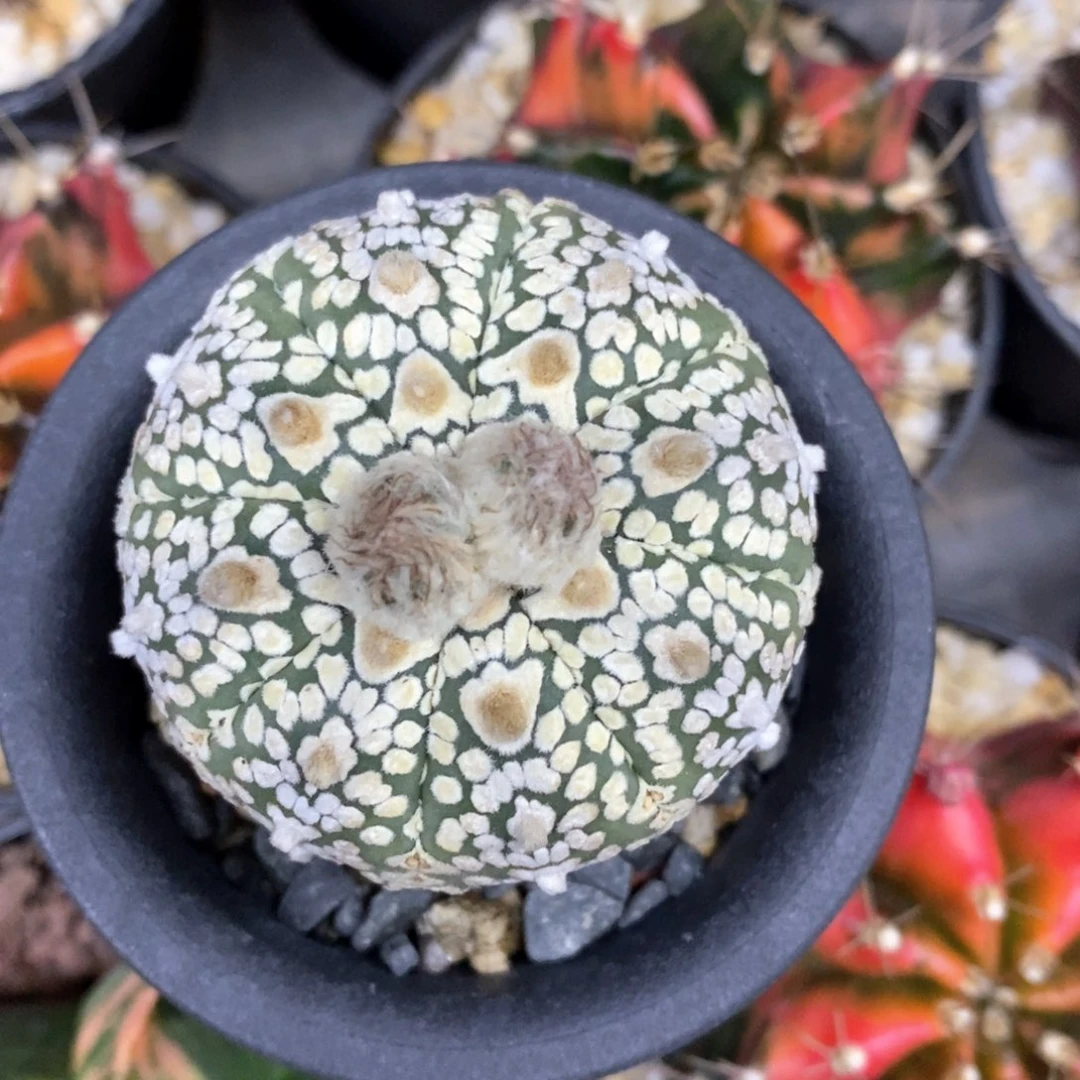 y*仙人球的世界里有一