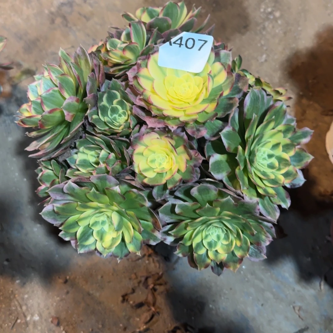 媛***圆海王法师一物一拍407