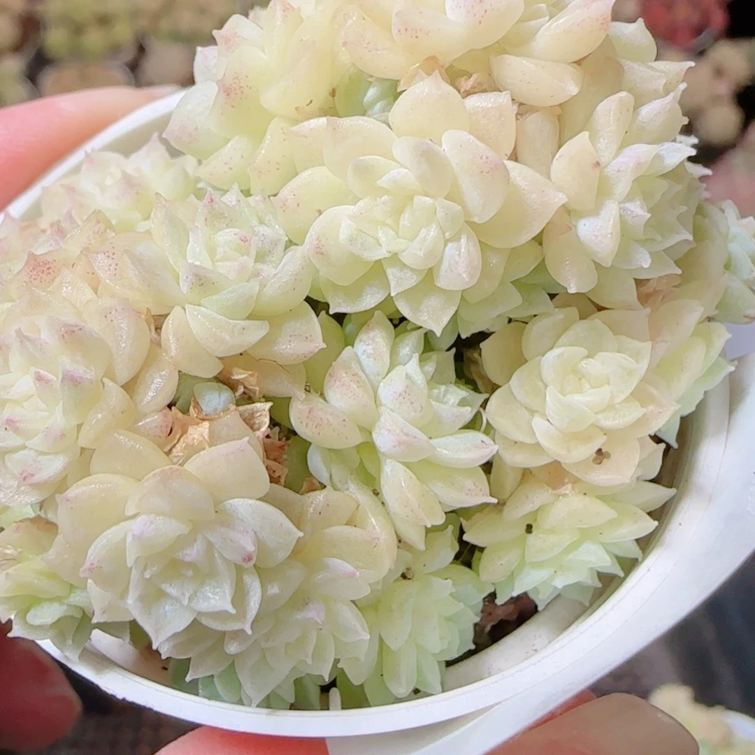 花语逸镜1116-383散