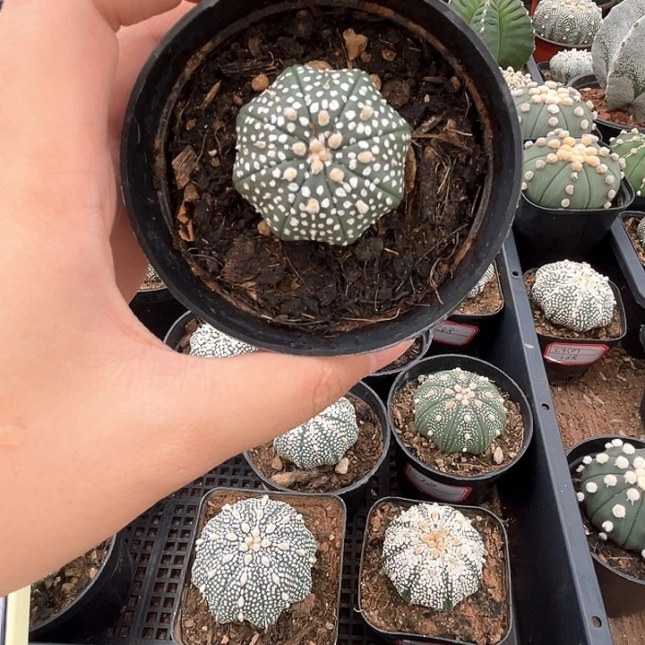 3.6cm奇迹一物一拍