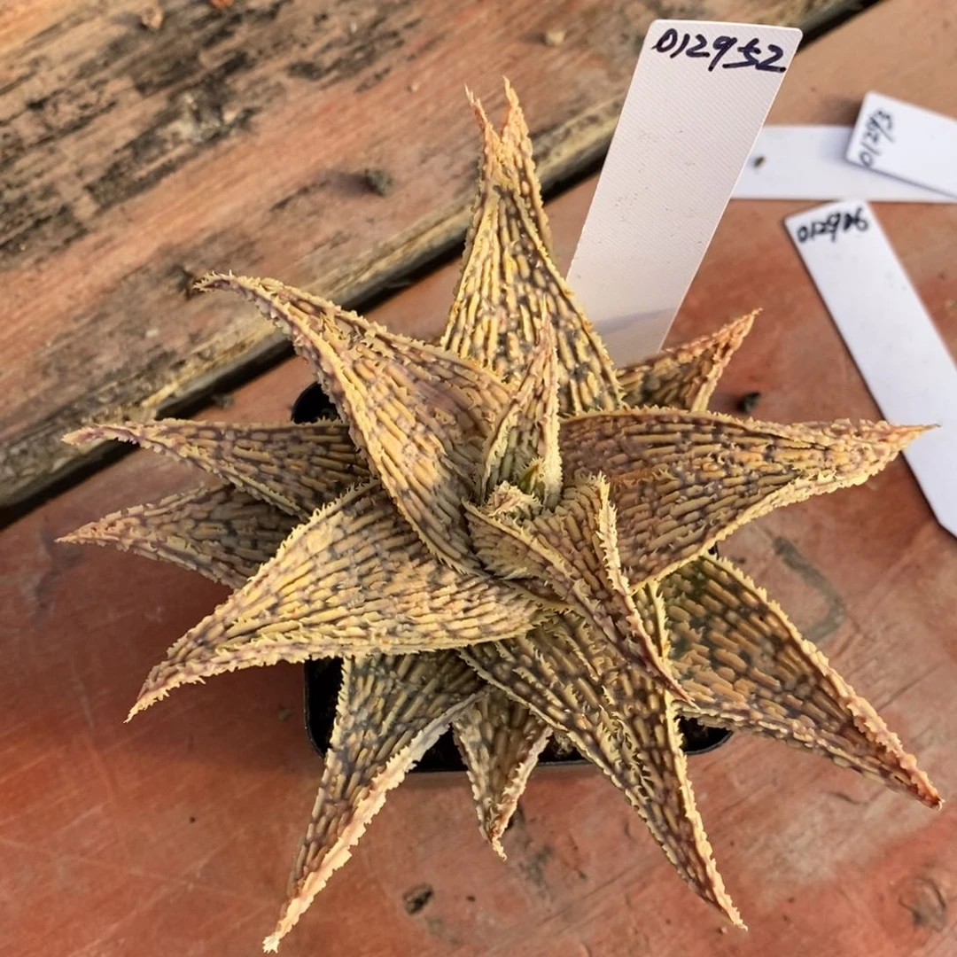 回**?012952回味园艺芦荟