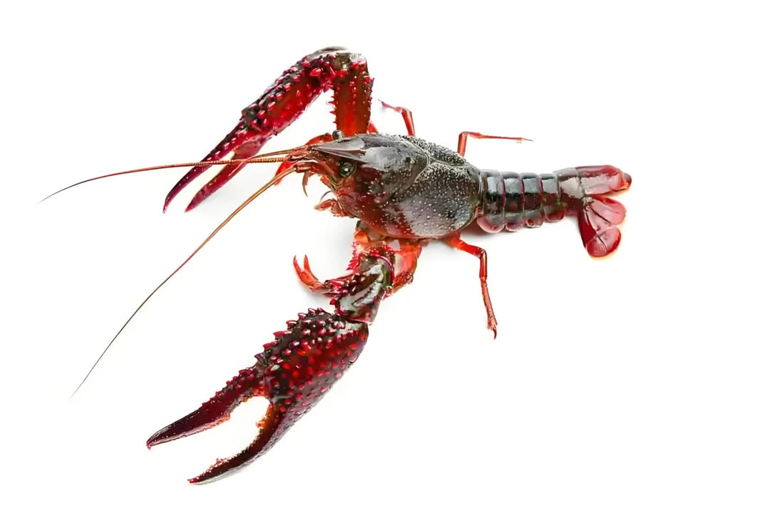 当涂大公圩特产养殖钱鲜活小龙虾