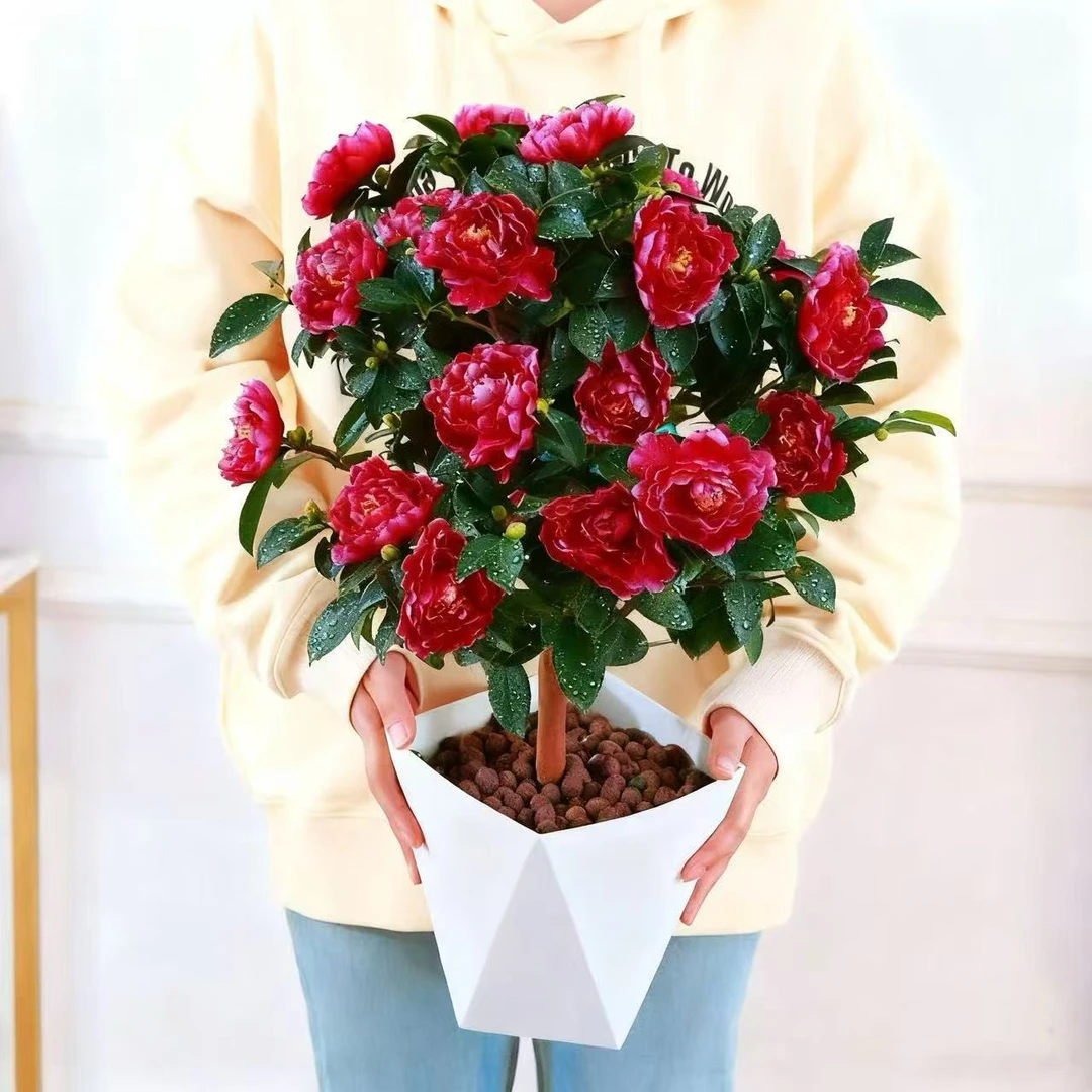 【耐寒精品茶梅】送白色花盆四季常青花卉好养易成活带花苞发货绿植
