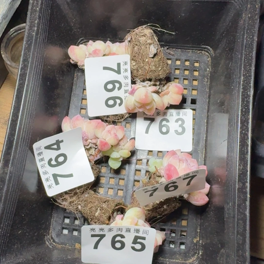 b***～冰玉      开心笑容难抵抗，积极乐观正能量