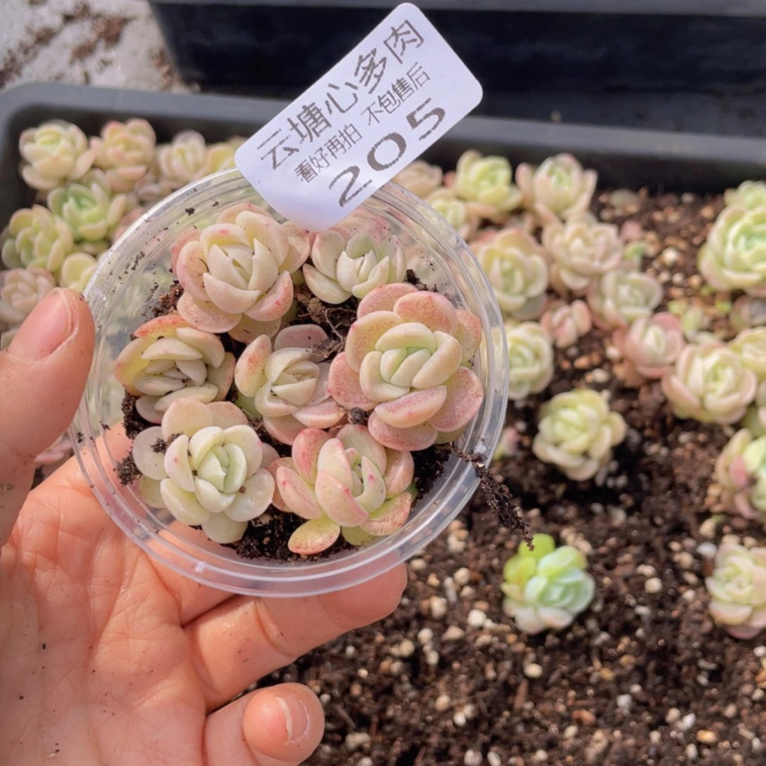云糖多肉植物205
