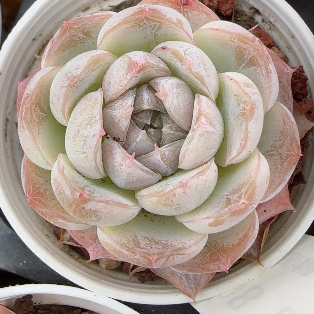 花语逸境0223-308