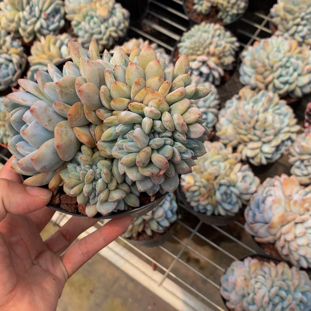 l**?61312缀嗯嗯嗯嗯好喜欢这个