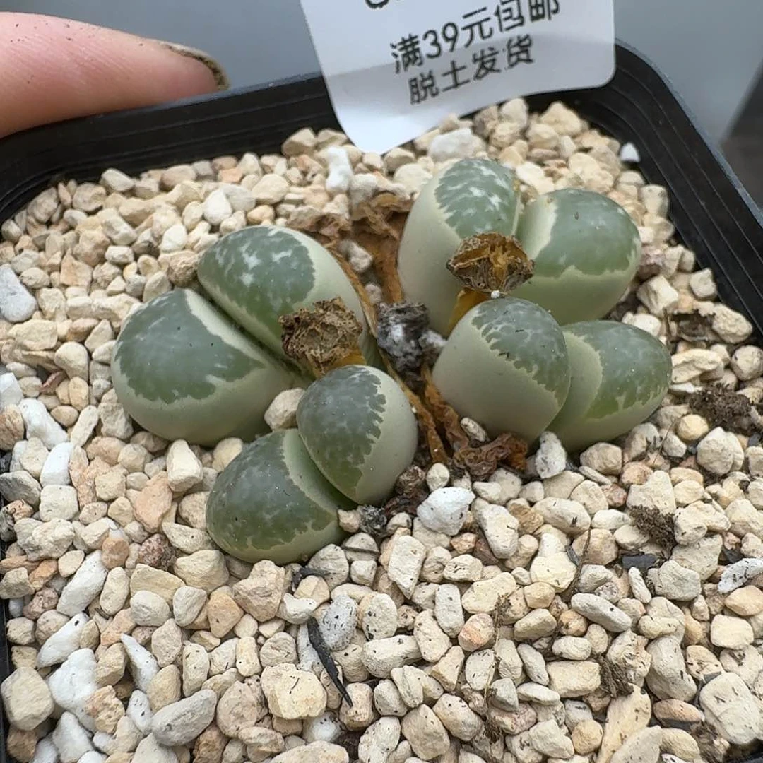 619多肉哈哈哈哈哈哈哈哈