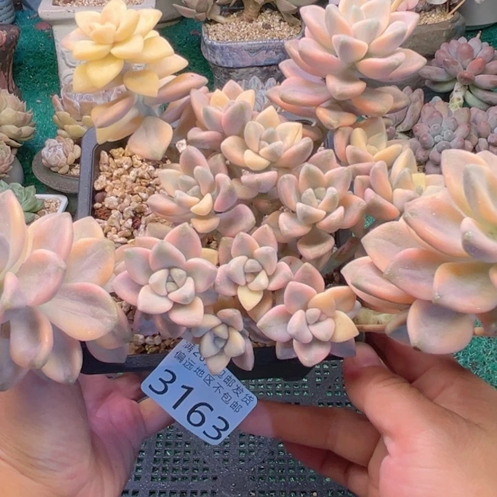 大3163（zvxvxvxvcvv