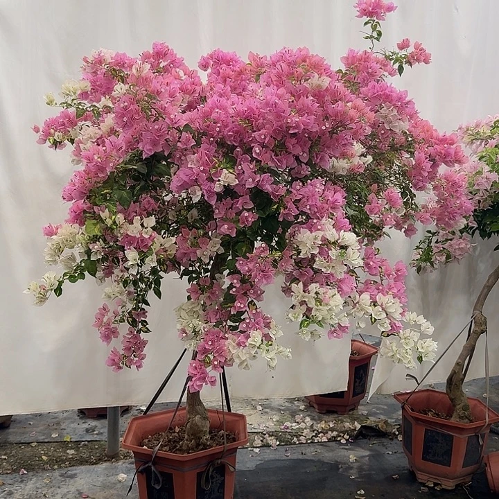 用***1全部花朵金心橙白三角梅花