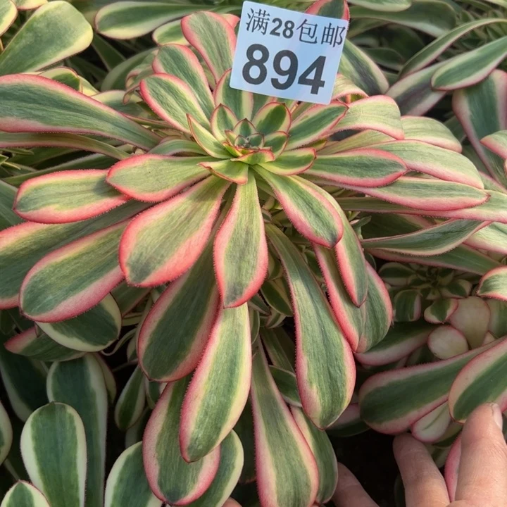 开**兔894南初恋多肉植物