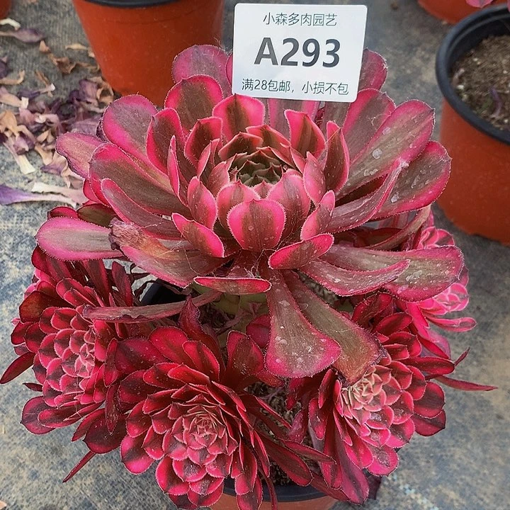 293白月光多肉88888888