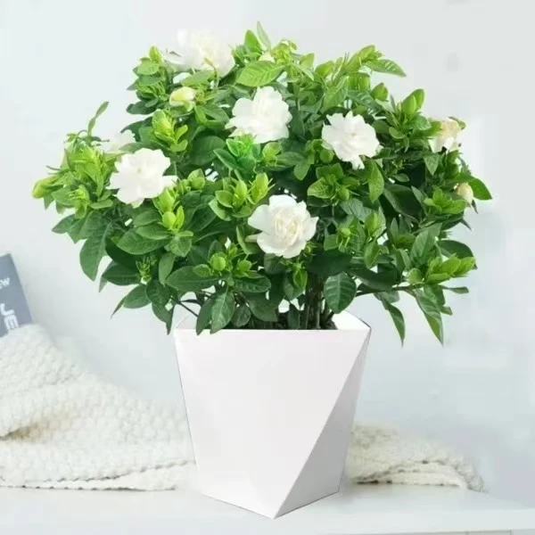1【栀子花+白色pp菱形盆】盆栽室内春秋季开花土栽浓香净化空气质量