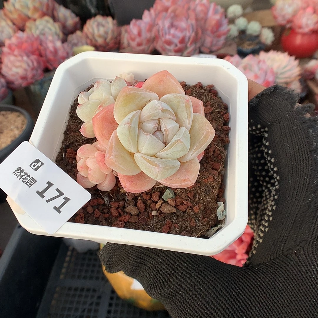 171冰玉多肉植物66666