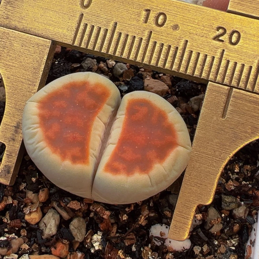 爱心冰橙多肉植物