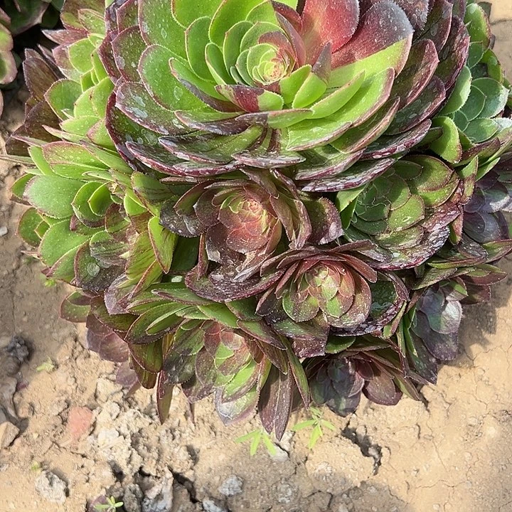 3.30-62花月夜多肉3