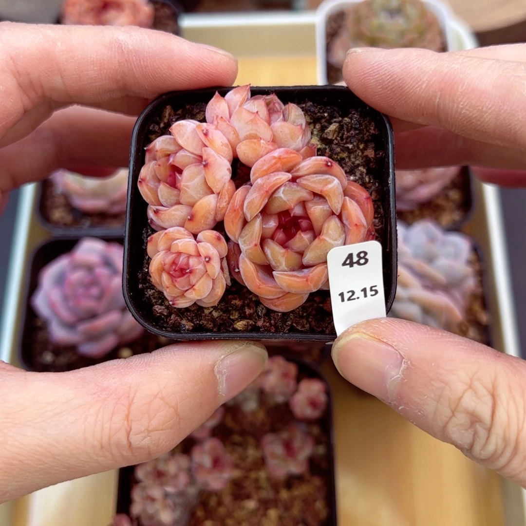 好好看48、哈哈哈哈