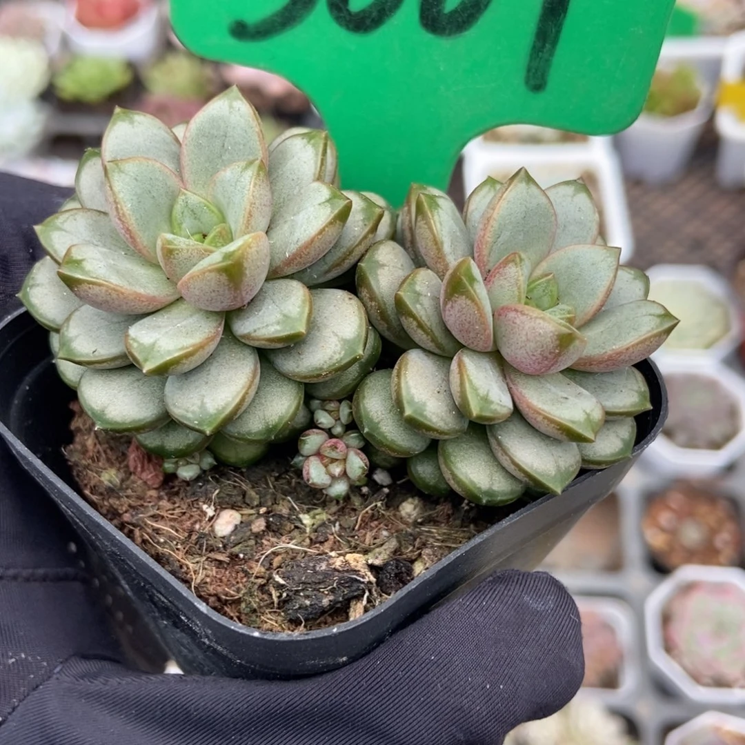 3001葡萄多肉植物多