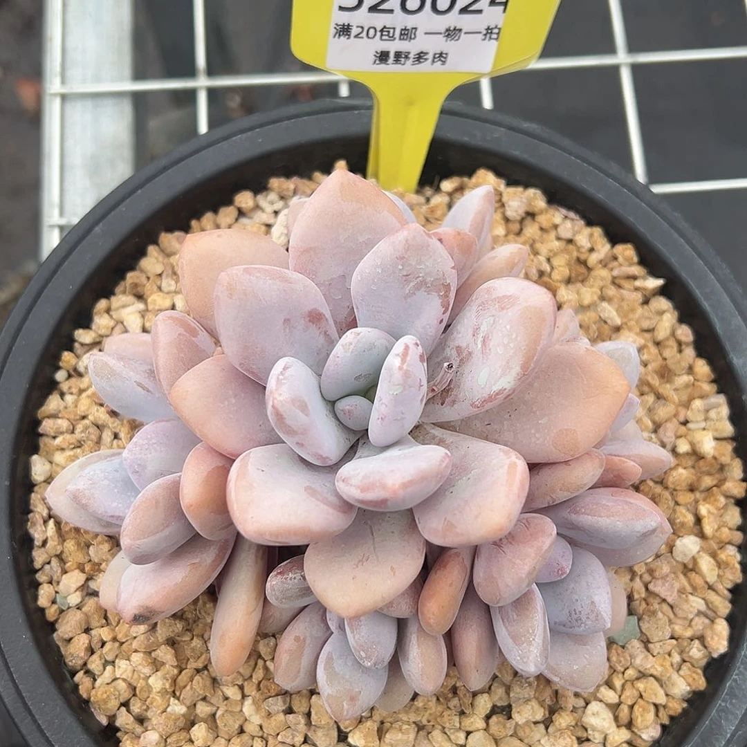 526024 手捧全状态粉兔