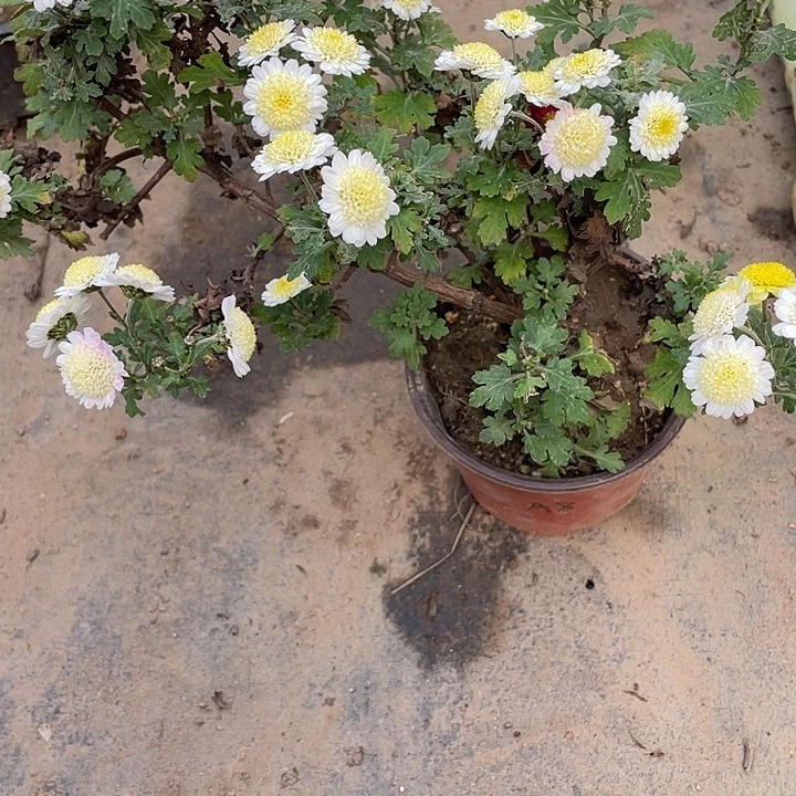 幸***华完全开放30菊花菊花菊花