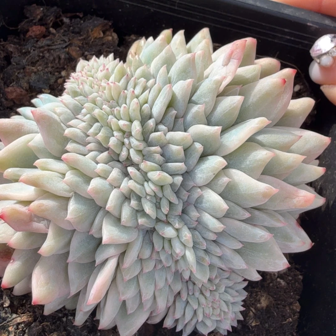 橙梦露锦腹轮锦缀化