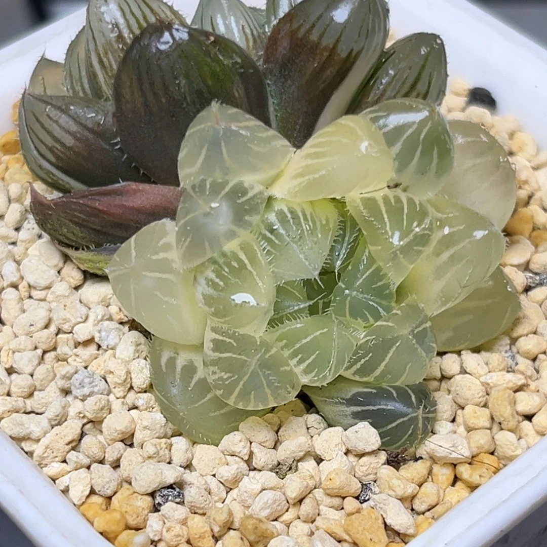 十二卷多肉植物1906白赤线糊斑