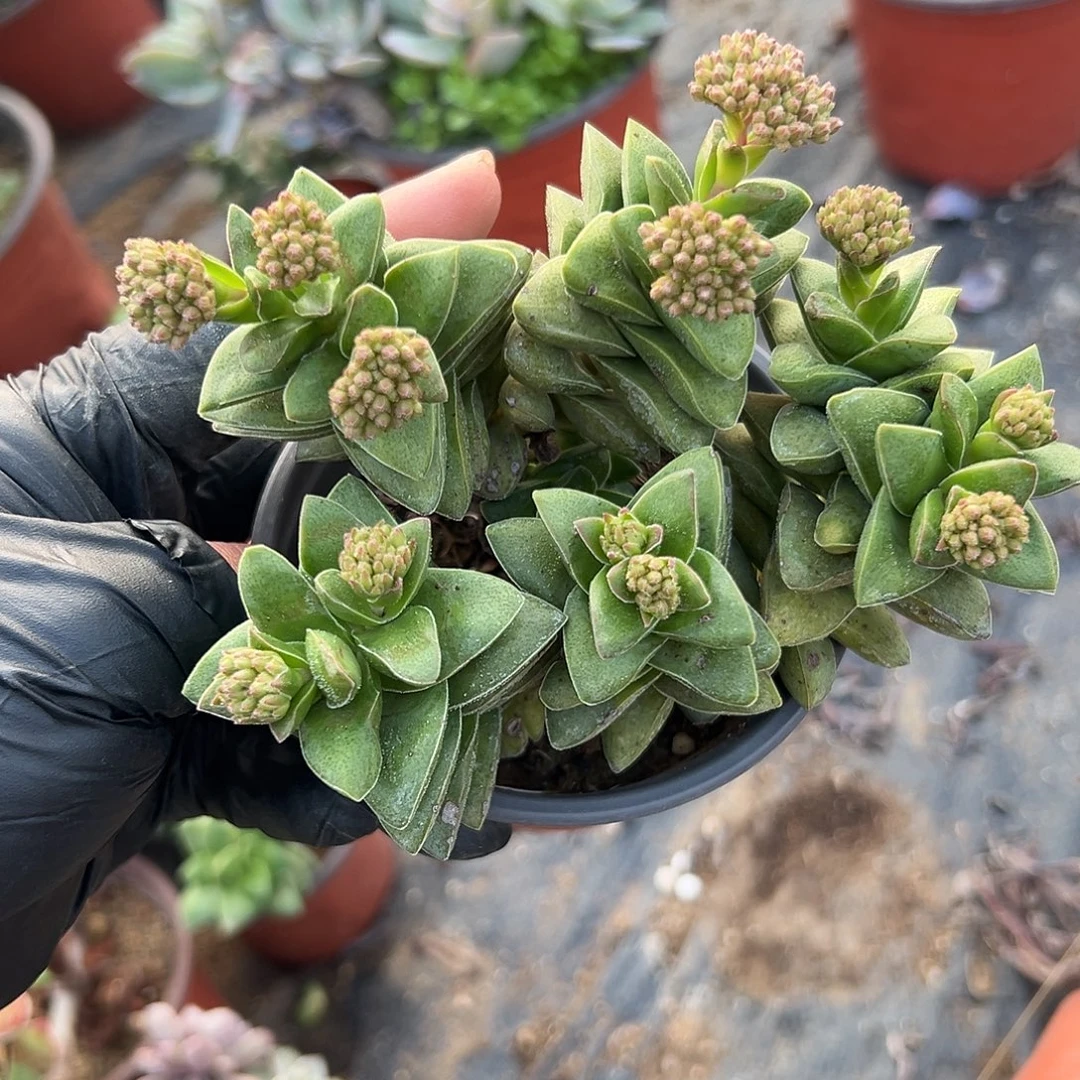 多肉植物神童开花