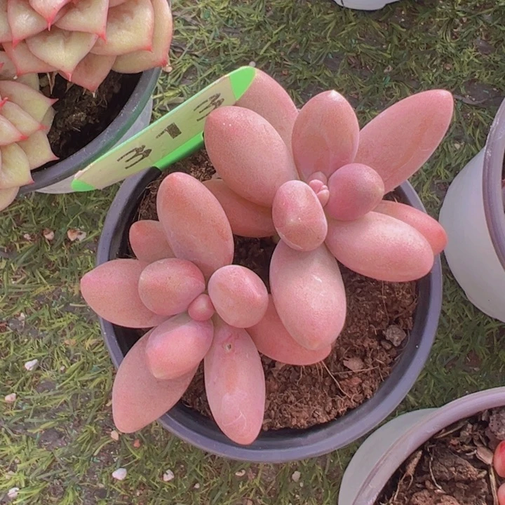 健健康康平平安安