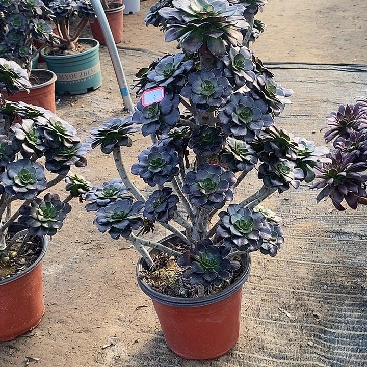 10，晚霞多肉法师多肉法师