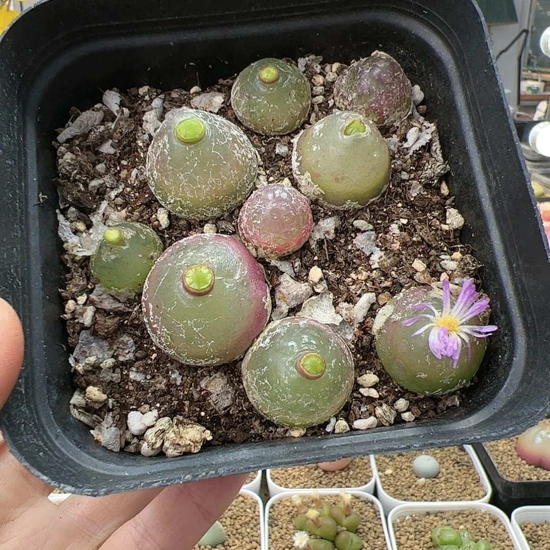 【闪购商品】210 灯泡