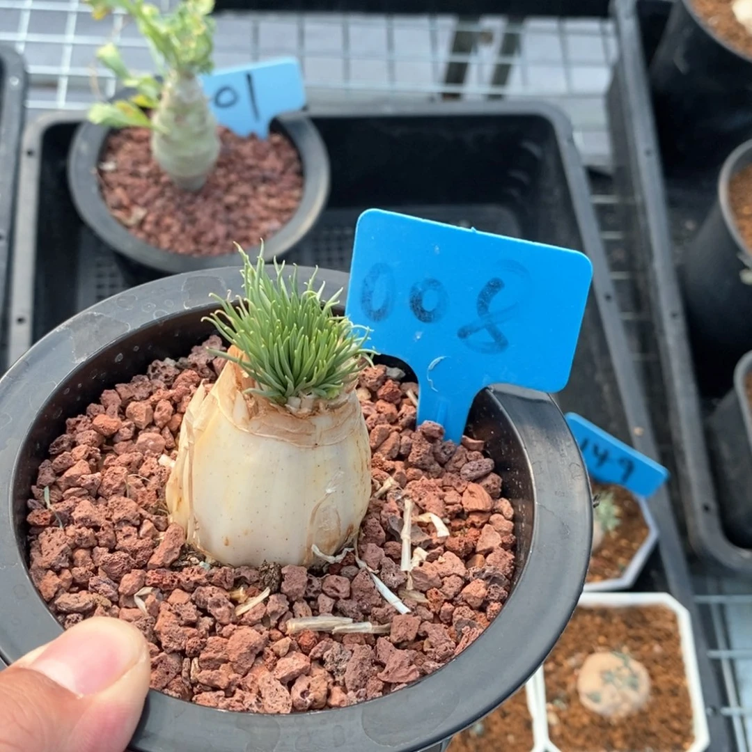 gg弹簧草多肉植物