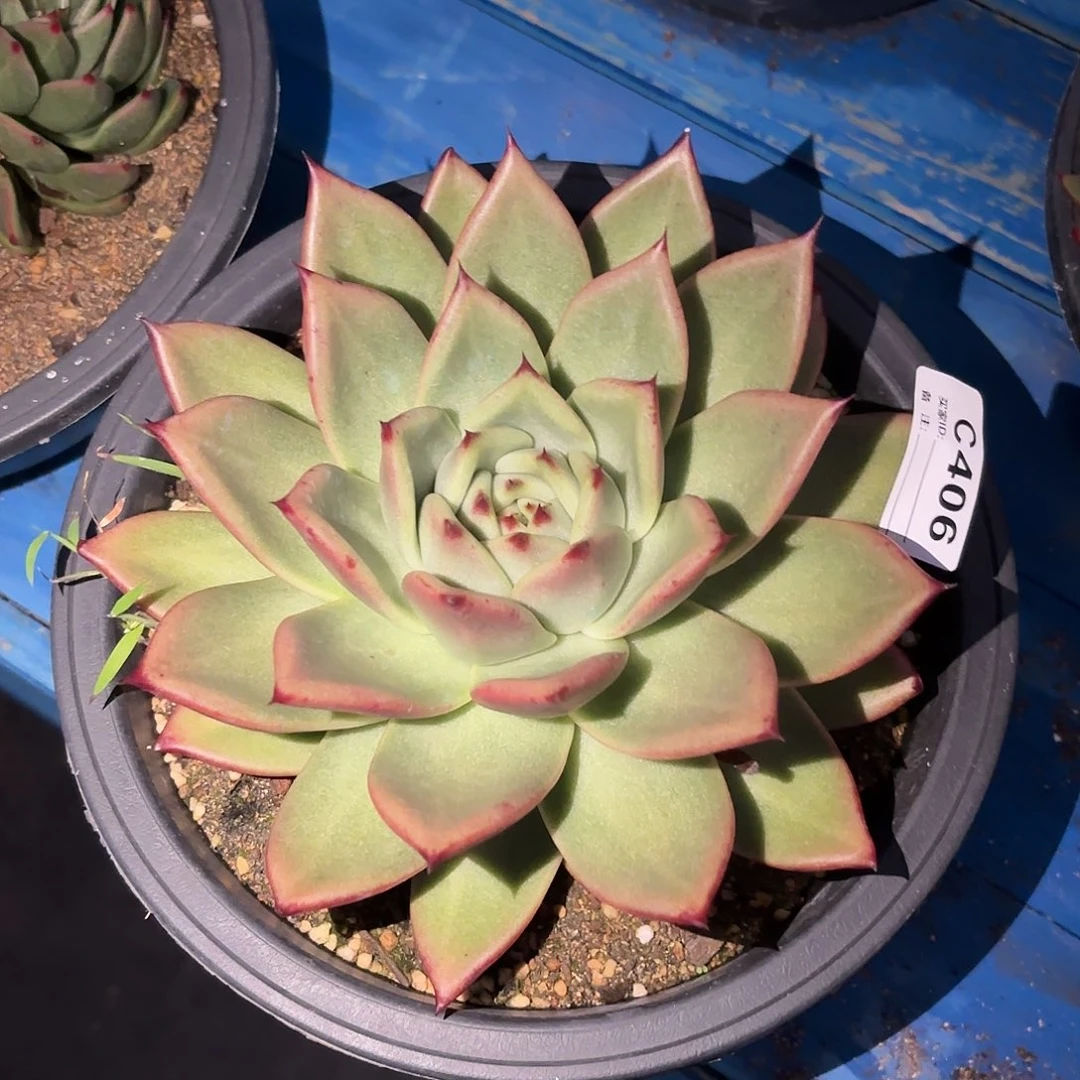 若如东云单拍c406