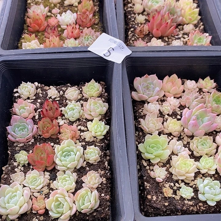 5 多肉植物盆栽花卉