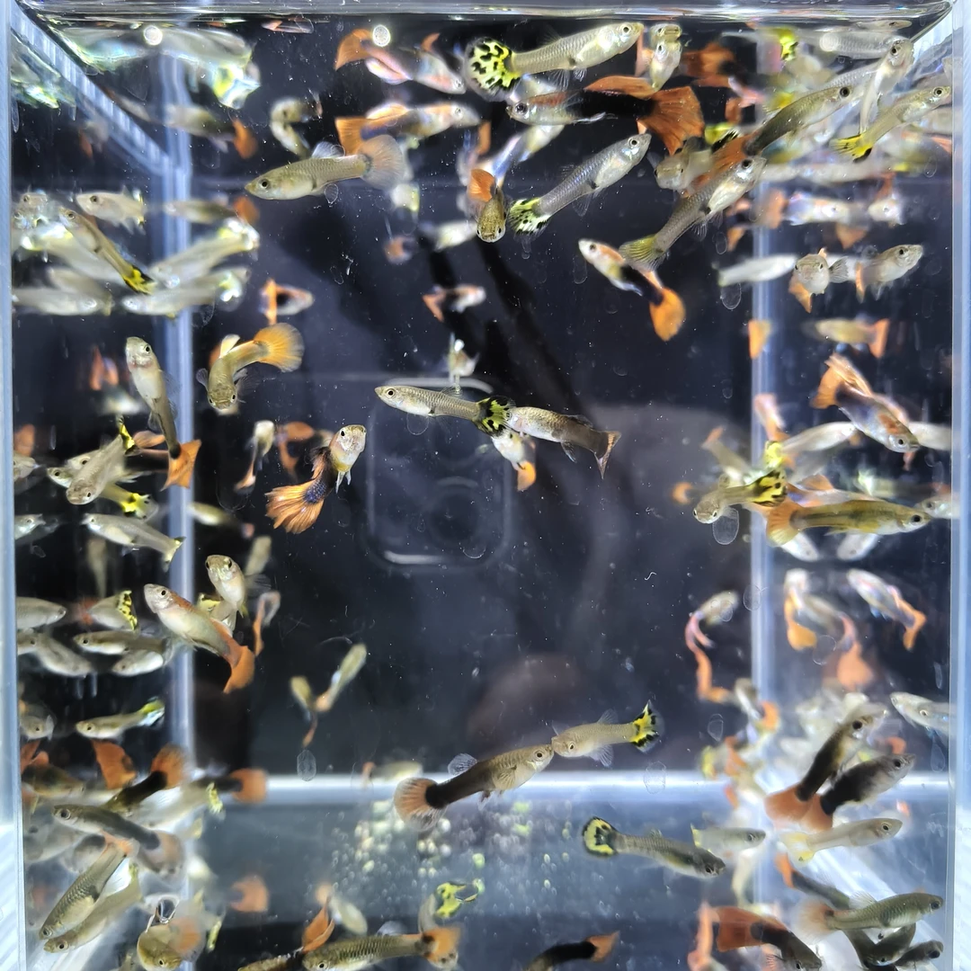 【练手款  纯种孔雀鱼】纯种孔雀鱼小型观赏鱼可生小鱼2-3cm