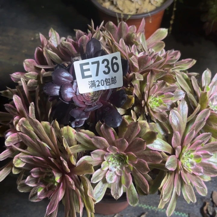 瑞妈一物一拍736