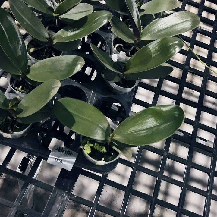 不开花植物塔林2.5