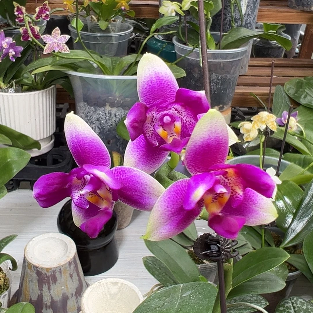 当前无花栽培后可以开花
