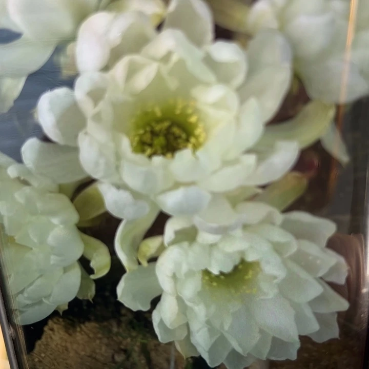 19丽花白牡丹歪无根侧芽2一3公分左右20包邮