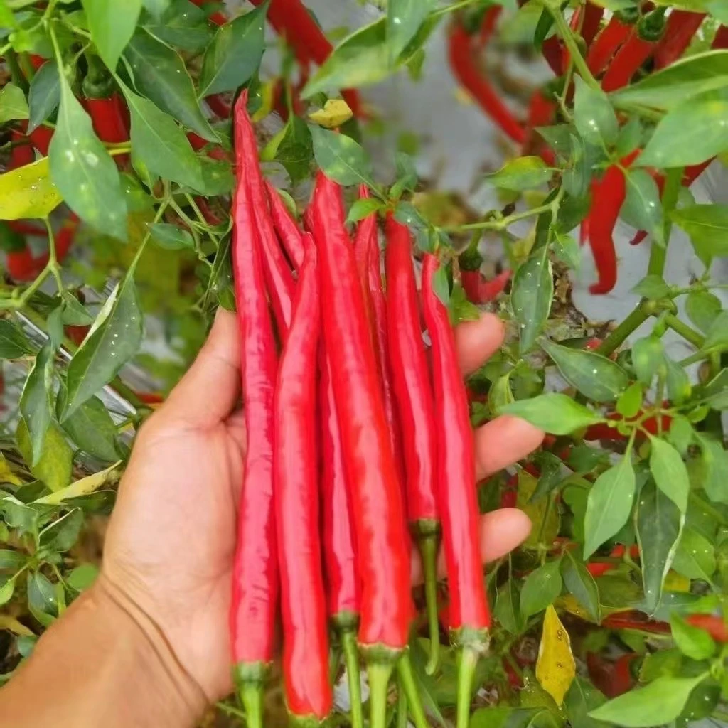 【农家现摘】红线椒红辣椒二荆条新鲜现摘现发整箱1/3/5斤