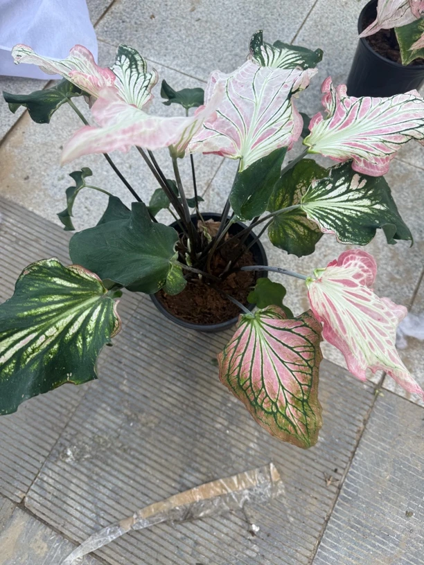 彩叶芋耐热观叶类植物(粉色和声)