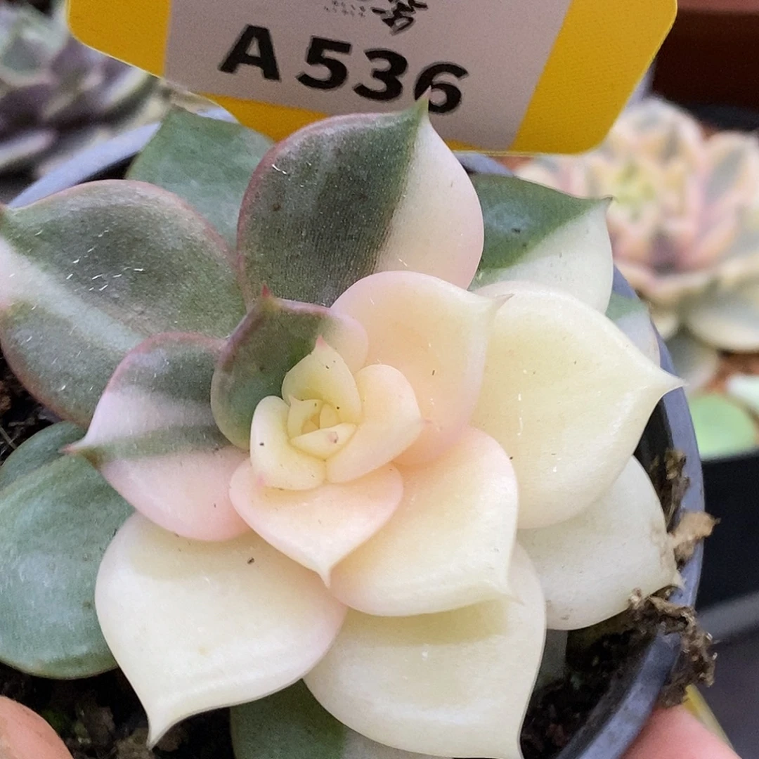 536哈哈哈哈哈哈哈哈哈