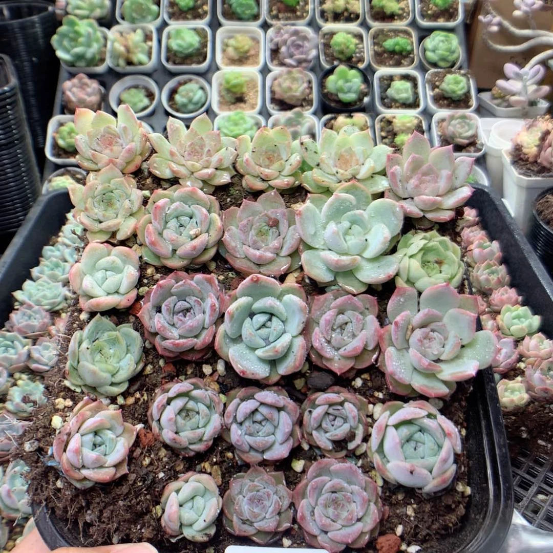 无花朵S72月英语英语英语