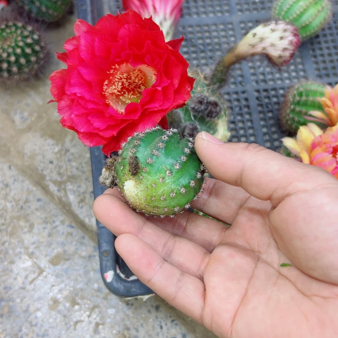 下5彩草新娘歪无根侧芽4公分左右20包邮