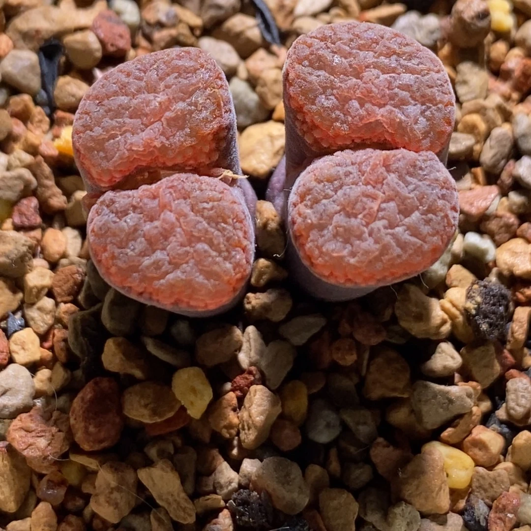 1807彩虹蛋糕1807彩虹蛋糕